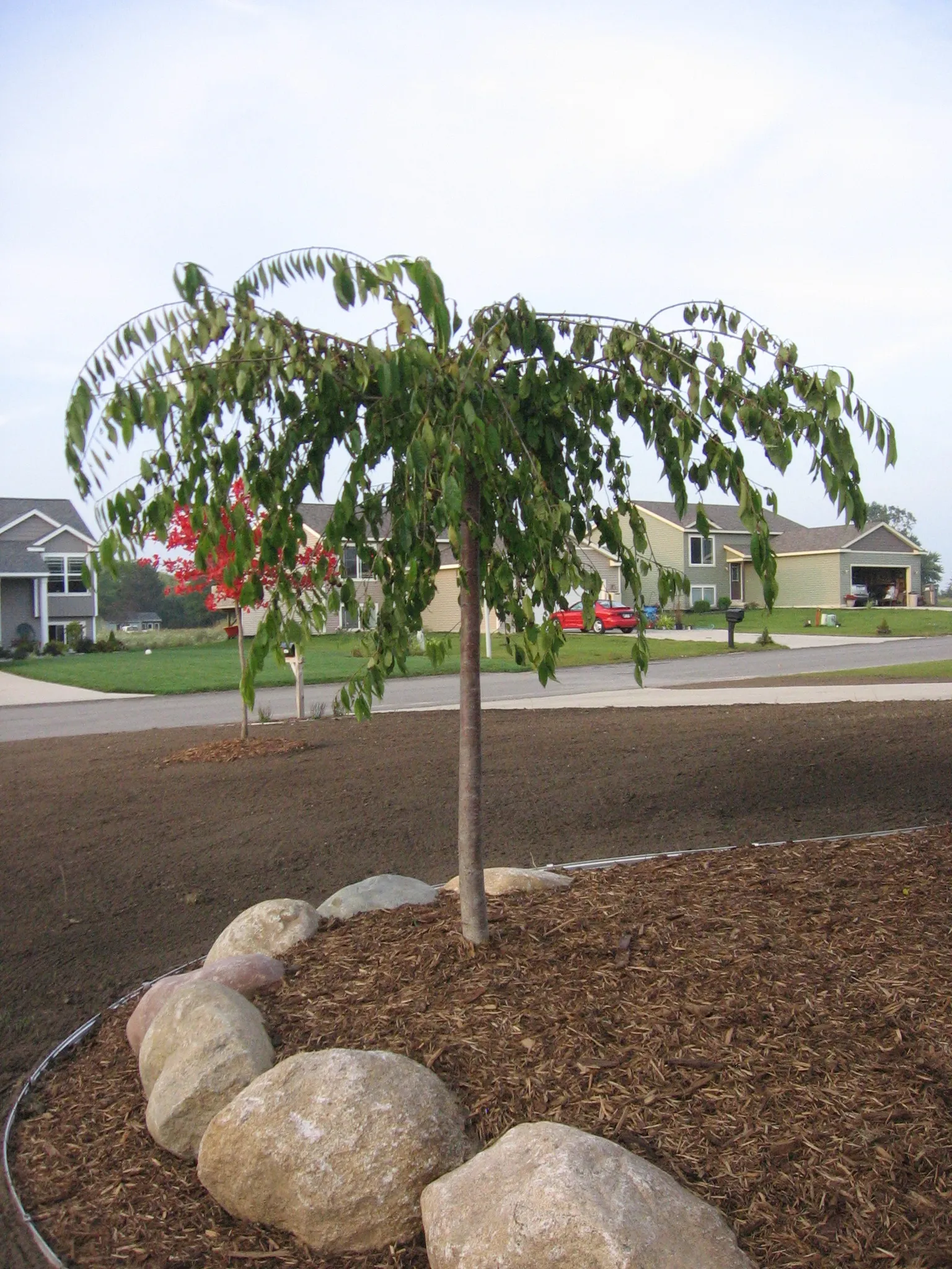 Ornamental tree planting
